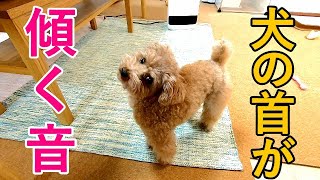 犬の首が傾く音を聞かせてみたら想像以上に楽しくて笑ったｗ【トイプードル】