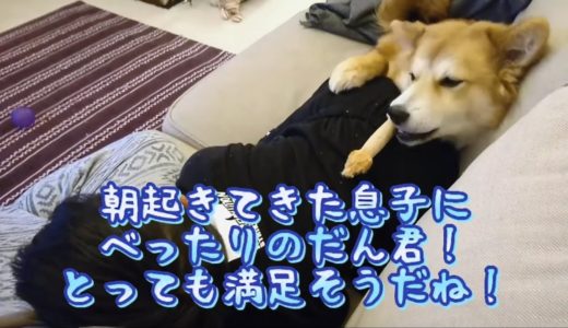 朝の寝起きの息子にべったりの保護犬だん君！満足そうだけど早く散歩が行きたいよね！