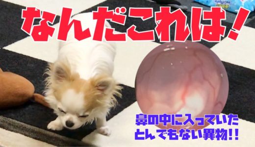 呼吸が出来ず段々弱っていく犬が手術で見つかった鼻の中に入っていた驚きの異物がこいつです！【チワワ】