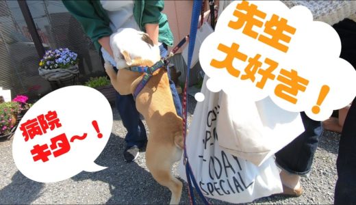 世界一病院が好きな犬がこちら！終始大興奮(笑)！