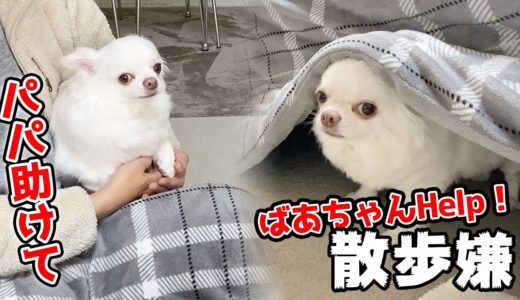 家族に助けを求めながらママの散歩から逃げる犬！チワワのコハク