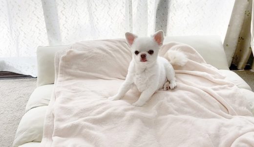 そばに来て欲しい犬の愛くるしいサイン　チワワのコハク