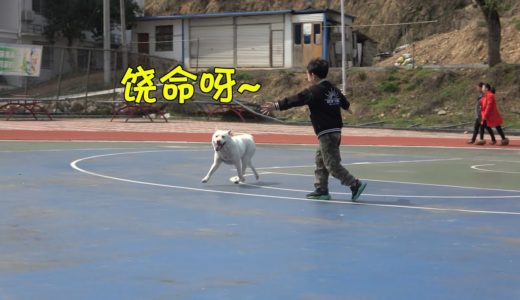 来自小主人特别的爱，中华田园犬小白表示难以招架：饶了我吧