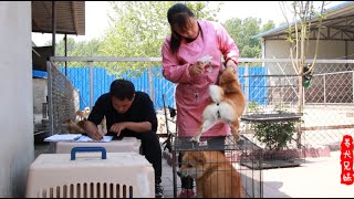 养狗兄妹千里迢迢引进新犬种，个个还都带身份证