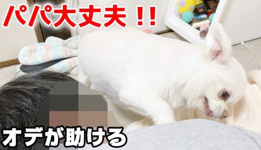 パパが心配で助けようと必死な犬！！チワワのコハク