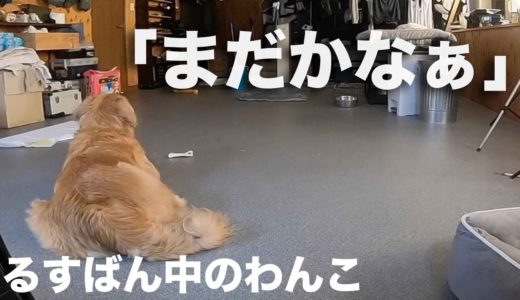 他方が散歩中の犬の様子を盗撮したら、編集する時が大変に辛かったのです　house-watching dog