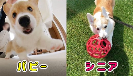 パピーとシニア犬各々楽しく遊びました！【コーギー】