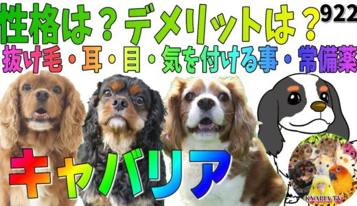 キャバリア犬の飼い方｜性格・特徴・デメリット・苦労する事（抜け毛・耳、目のケア・常備薬）多頭飼い7年の飼い主が語る！