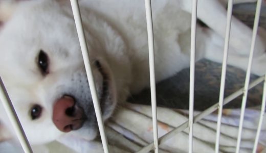 【秋田犬ゆうき】ステイホーム週間はもう寝て過ごすことにしました【akita dog】