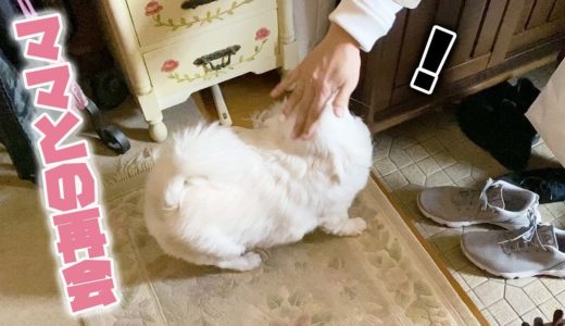 お泊りから帰宅したママと再会する犬の斜め上の可愛い反応！？チワワのコハク