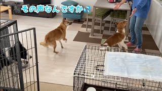 飼い主の声が急に変わると犬はどんな反応をする？