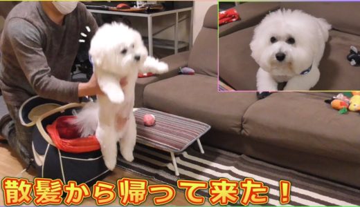 大福餅になって散髪から帰って来た犬！ビションフリーゼ