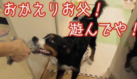 【大型犬の日常】おやつを投げ捨てて父とおもちゃで遊ぶことにする　バーニーズマウンテンドッグ　 bernese mountain dog and Japanese family