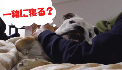 【癒し】犬が寝落ちするまでの一部終始