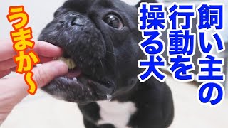 飼い主の焼きイモ、もう一口！！無言なのにおねだり上手な犬