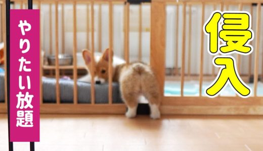 先住犬が病院に行ってる間に好き勝手やりたい放題な子犬【コーギー】