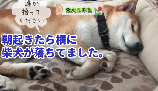 【柴犬】朝起きたら横にＡＩ犬が落ちていたので拾ってみた柴犬の本気【shibainu】※クイズ朝用あります。