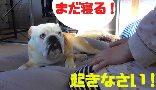 自粛中だからと言って朝起きない犬の性根を叩きなおします！