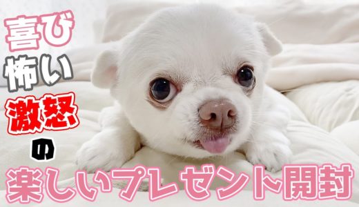 ママと楽しそうにプレゼントを開ける犬♥「こいぬすてっぷ」開封 チワワのコハク