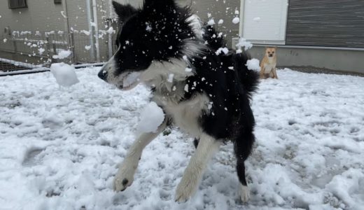 雪が降って大興奮する犬と部屋でぬくぬくしていたい（ミーア）キャット