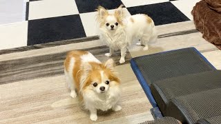 犬がひたすら見つめてくるので見つめ返したら、どうなるかやってみたｗ【チワワ】