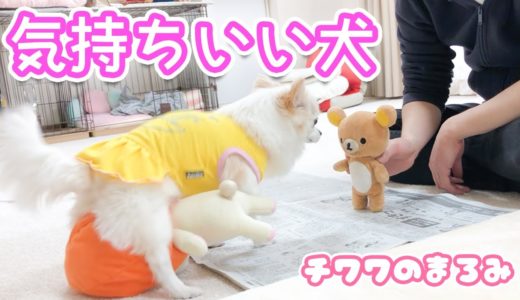 気持ちいい動きで邪魔をする犬が可愛い【チワワのまろみ】