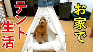 犬用のテントを買ってみたら予想以上に可愛いので最高だったw【トイプードル】