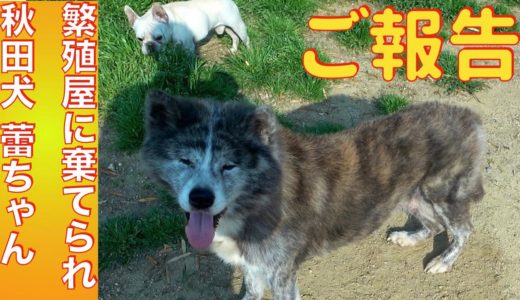 繁殖屋に捨てられた秋田犬（蕾ちゃん）ご報告