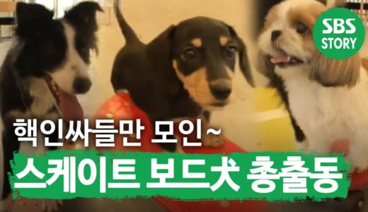 인싸犬 총집합 ‘스케이트보드’를 즐기는 실력파 강아지 I TV동물농장 (Animal Farm) | SBS Story