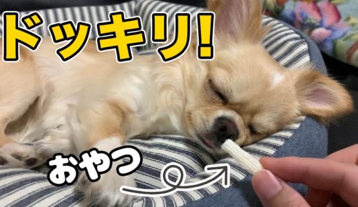 【犬】熟睡しているチワワに突然おやつを見せたら？まさかの結末にドッキリさせられる