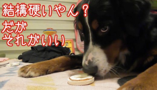 【犬のおやつ】いつもと違うおやつをもらう　バーニーズマウンテンドッグ　 bernese mountain dog and Japanese family