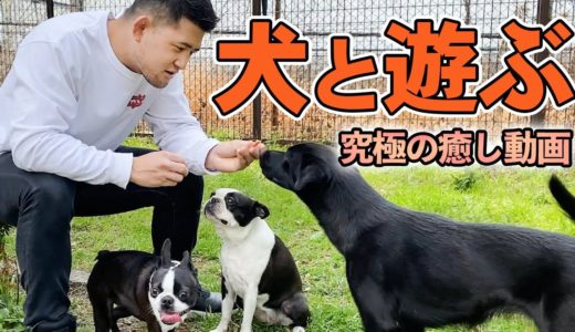 【犬のしつけ】ゴリゴリの格闘家と3匹の犬が戯れる癒し動画【可愛すぎ】