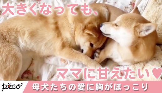 「母犬の愛は偉大です」子犬を可愛がるママたちの姿にキュンとする【PECO】