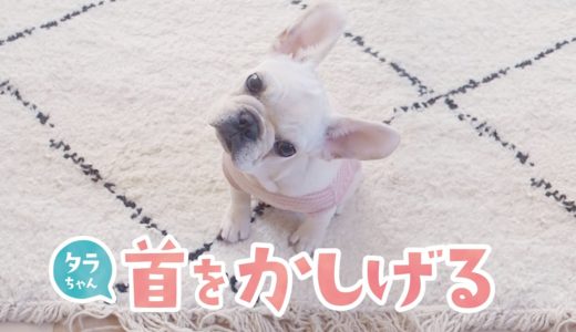 犬が首をかしげる音を聞かせてみたらやっぱりかわいかった【フレンチブルドッグ】【French bulldog puppy】