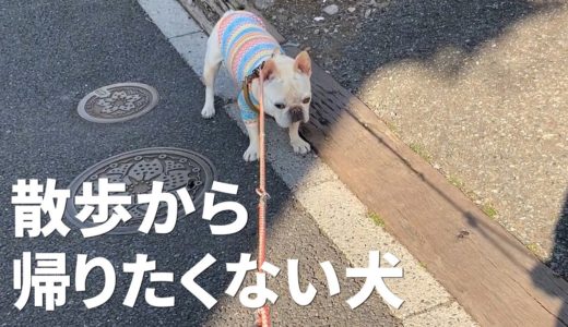 【帰宅拒否】散歩から帰りたくない犬を、やさしく連れ帰るには