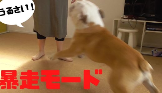 犬にあれを与えた瞬間に暴走モードが発動した！！