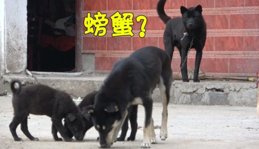 疑似中华田园犬螃蟹的儿子，高大威猛，妻儿成群，没少和螃蟹干架