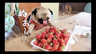 大量のイチゴの前に理性が崩壊するパグ犬ぷぅ Pug｜田舎暮らし