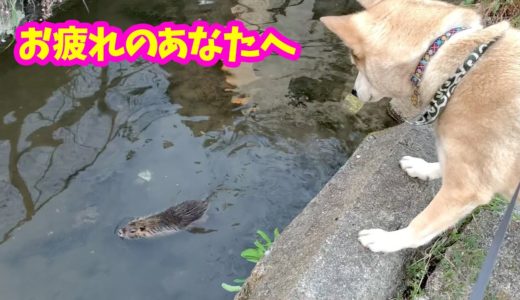 熱心に動物を見学する犬と初めて犬を見た動物たちの反応に💘Dogs eagerly observing animals and animals observing dogs.