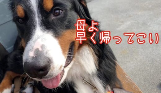 【大型犬のお出迎え】ちょっと出掛けただけなのにしっかり出迎えてくれる　バーニーズマウンテンドッグ　 bernese mountain dog