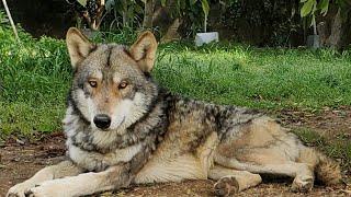 【閲覧注意！】骨の強奪をたくらむ狼犬