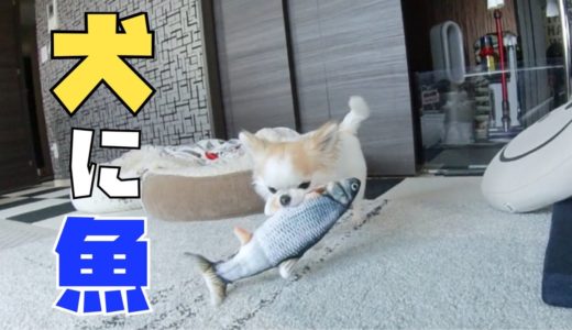 犬にぴっちぴちの動く魚を与えてみたらどうなるか検証してみたｗ【チワワ】