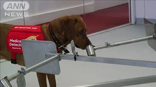 においで感染者を特定？犬の嗅覚で新型コロナ発見を(20/04/02)