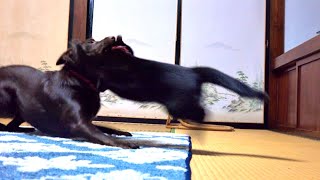 なぜか突然犬に取っ組み合いを仕掛ける子猫。