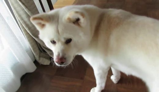 【秋田犬ゆうき】犬とはいえいつも尻尾を振って後ろをついて歩くとは限らない【akita dog】