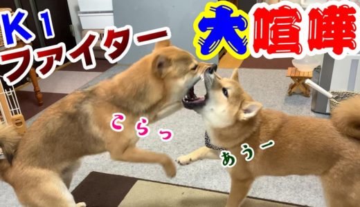 身体が同等になった子犬の柴犬が先住犬とK1ファイター並みに大喧嘩！