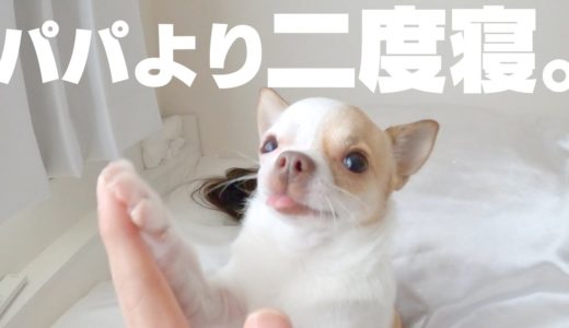 寒い日は飼い主より二度寝が大事！な犬のモーニングルーティン