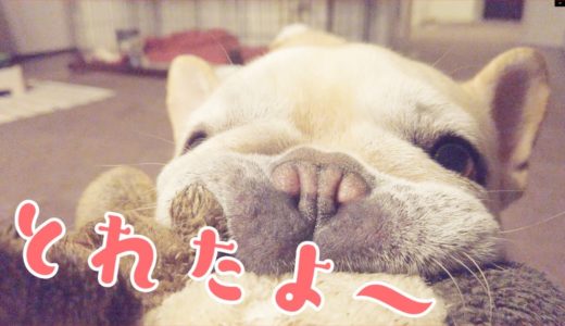 #258 一生懸命おもちゃを取ろうとする犬がめちゃかわいい【フレンチブルドッグのおかか】【frenchibulldog】