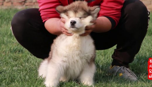 为了防止狗狗护食，养犬小伙居然这样对它，是不是太残忍了