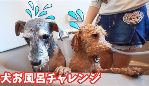 怖い？犬お風呂チャレンジ！上手くできるかな？ - はねまりチャンネル